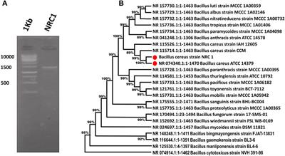 Recombinant production, purification, and biochemical characterization of a novel L-lactate dehydrogenase from Bacillus cereus NRC1 and inhibition study of mangiferin